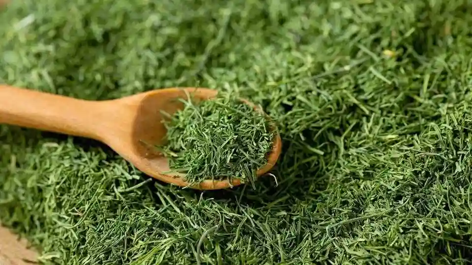 تصویر 3 از شوید خشک شرکتی خالص با فرآوری بهداشتی و استاندارد